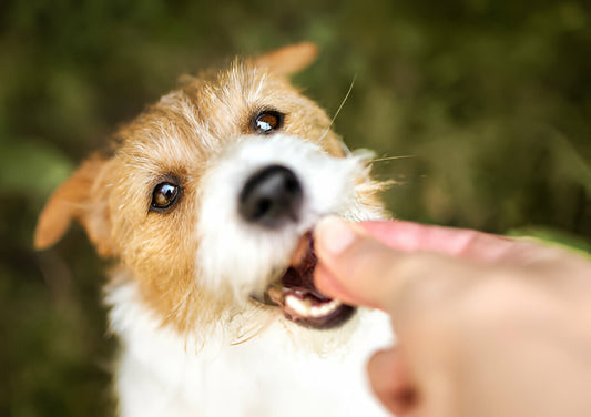 05 Best Dental Treats for Dogs