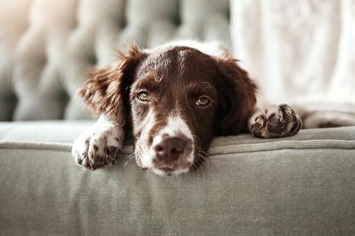 Best Toys for Dogs Unmotivated in Playing