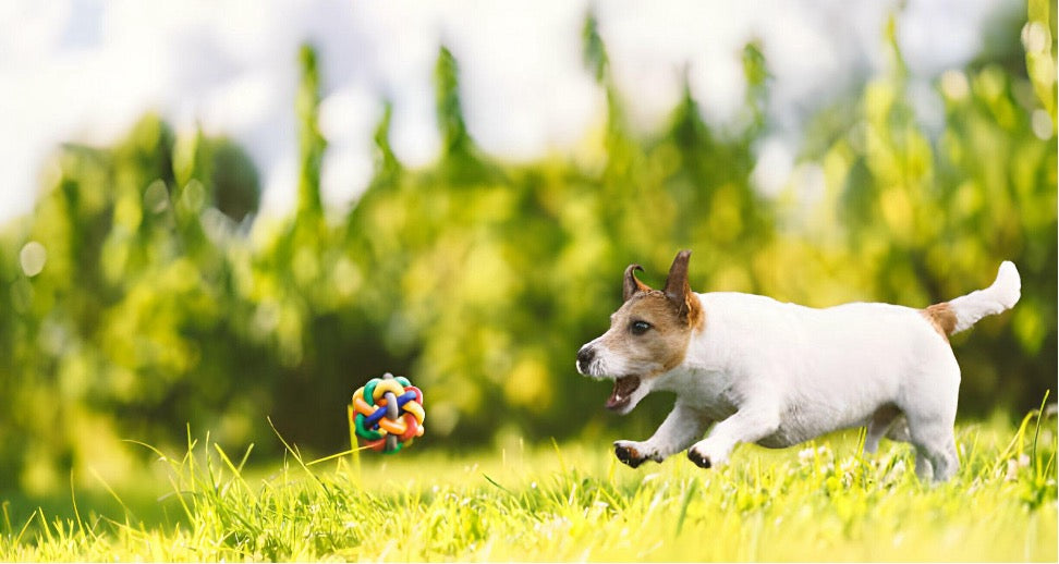 Brain Teaser Toys for Dogs: Smart Solutions for Smiley Pups – Up Dog Shop