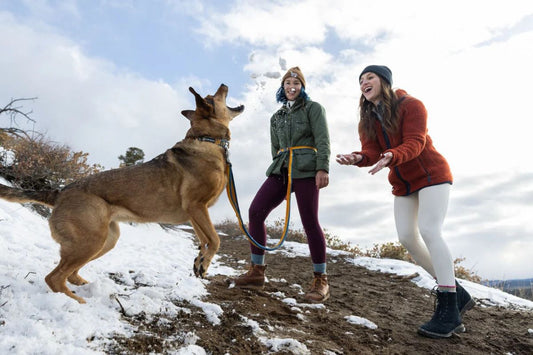 Are Bungee Dog Leashes Good for Pulling Dogs?