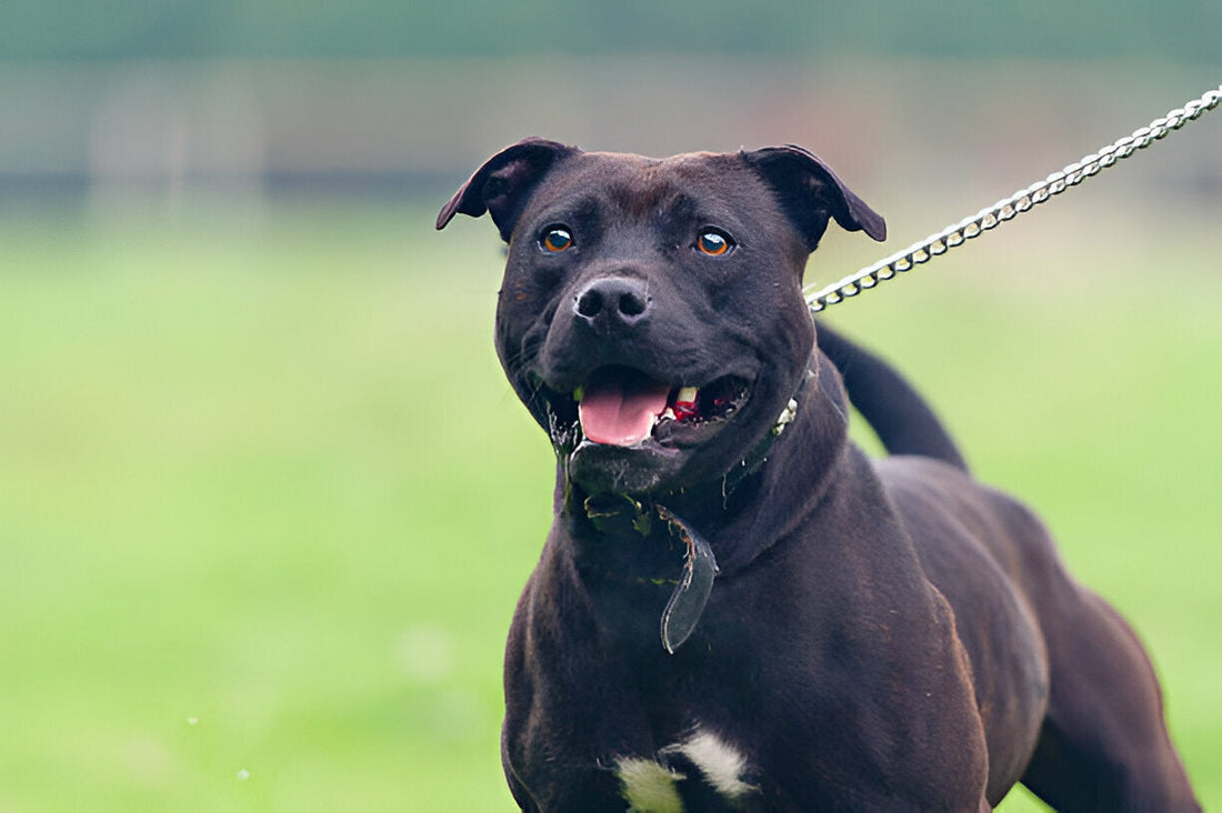 Are Chain Leash Good for Strong Dogs