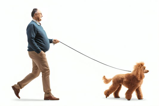 A Dog Owner's Guide to Choosing the Perfect Leash