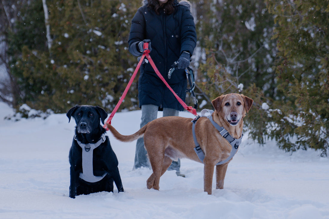 How dog harness should fit by Up Dog Shop