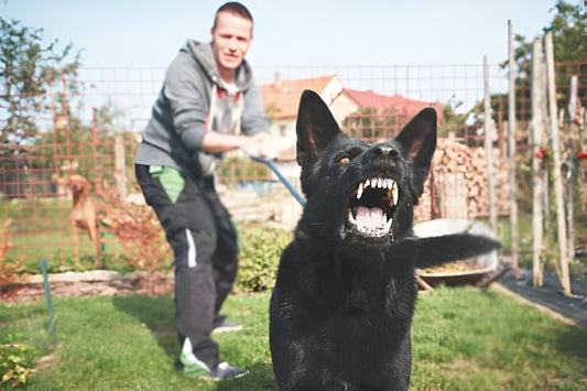 How to Stop Aggressive Behavior in Dogs?