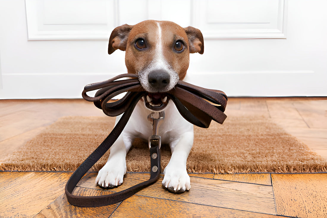 Leather Dog Leash: Why It’s the Perfect Upgrade for Your Dog