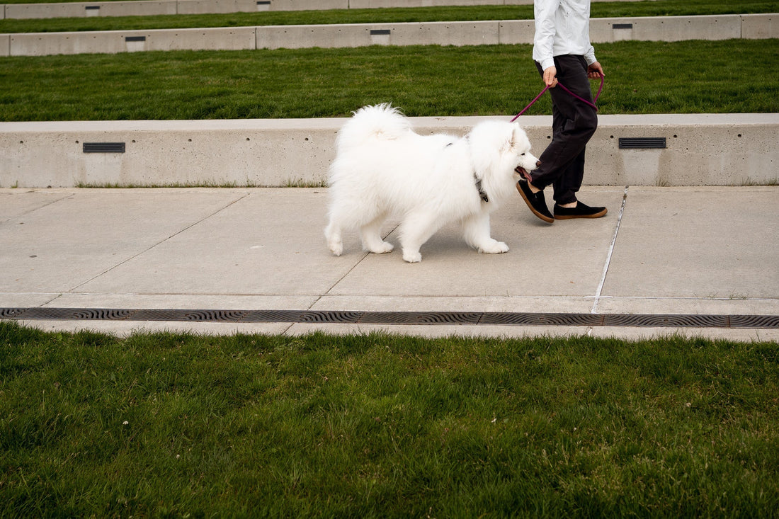 Dog walking with no pull harness and magnetic rope dog leash