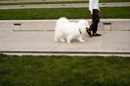 Dog walking with no pull harness and magnetic rope dog leash