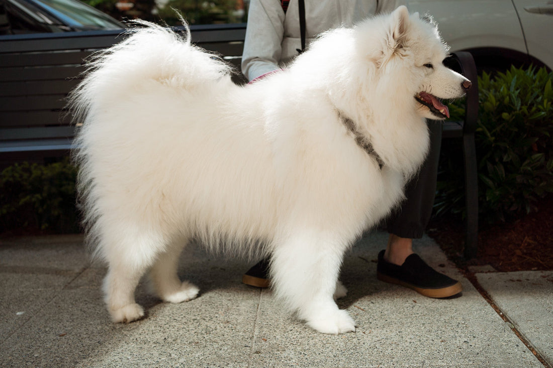 White dog wearing Up Dog Magnetic Harness