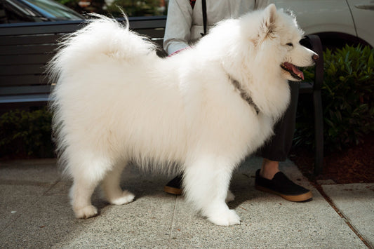White dog wearing Up Dog Magnetic Harness