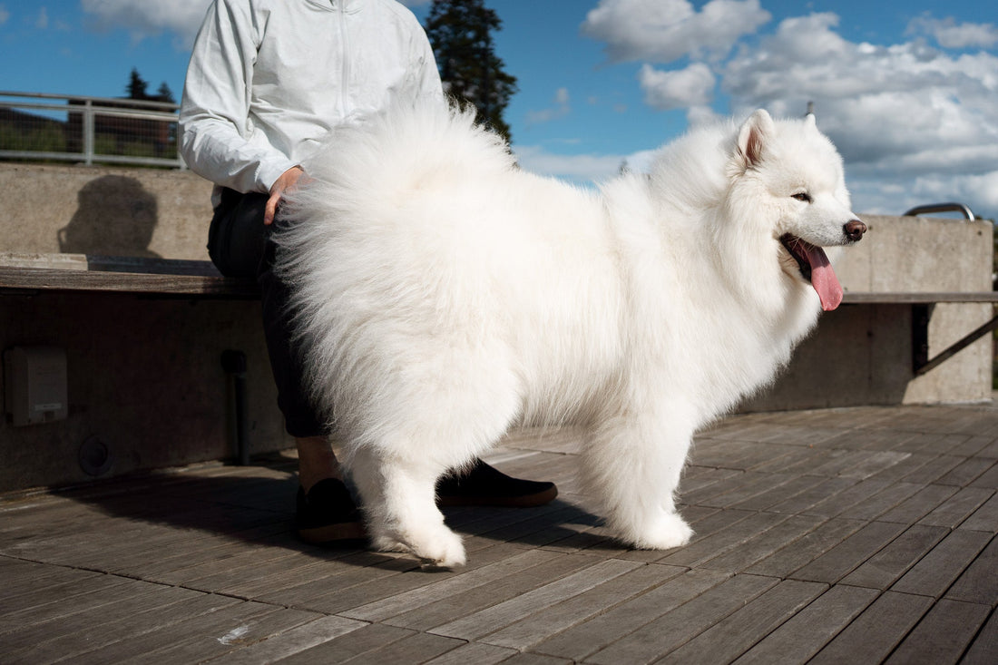 Why I Wish I Bought Dog Insurance Sooner