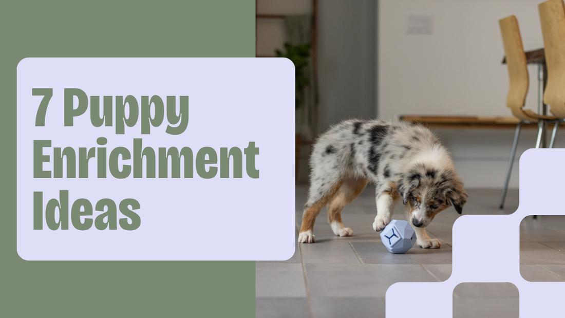 Puppy doing a simple enrichment game with kibble and a modern dog toy at home