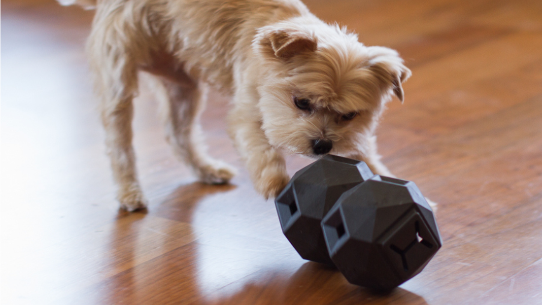 A Simple 7-Day Dog Enrichment Schedule for Busy Weeks