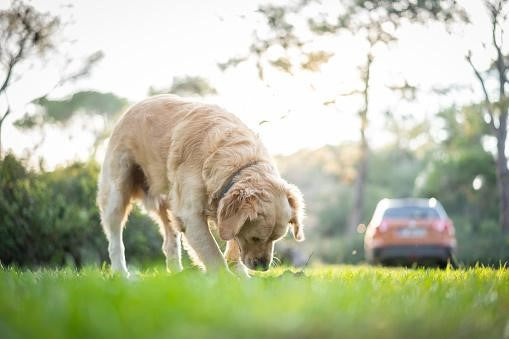 Why Do Dogs Bury or Hide Their Toys