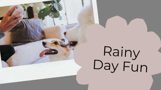 Dog playing with a treat dispensing puzzle toy indoors on a rainy day for enrichment.