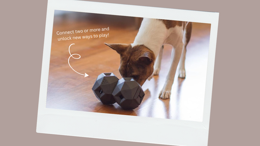 Dog using a modern treat dispensing toy for slow feeding and enrichment at home