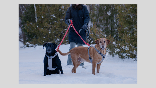 Dog parent enjoying outdoor with calm dogs while putting on an easy-on harness in the outdoor.