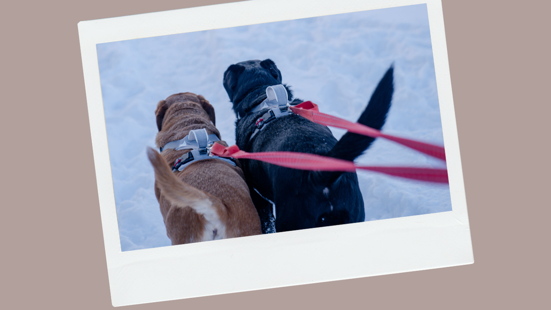 Dog walking on a loose leash in an cozy outdoor environment. 