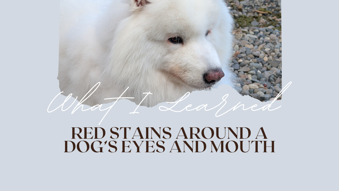 Light-colored dog with subtle reddish-brown fur staining beneath the eyes and around the mouth