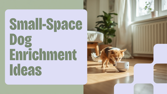 Dog playing with a modern treat dispensing toy in a small apartment living room for indoor enrichment