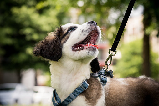 Magnetic Dog Harness