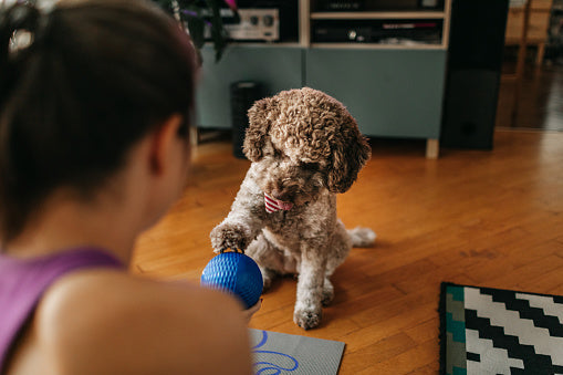 Why Every Dog Parent Should Try Toy Rotation for Better Playtime