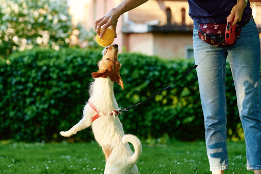 How to Train Your Dog to Use a Treat Puzzle Toy