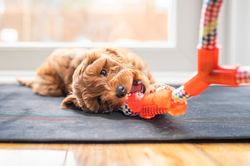 The Incredible Benefits of Dog Toys for Their Mental Stimulation