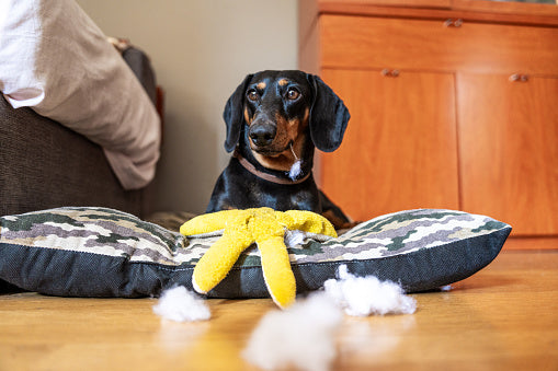 What To Do If Dog Eats Stuffing From Toy