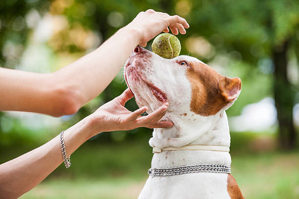 Boredom busters for dogs