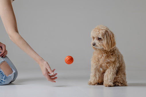 Encourage dog to play with toys