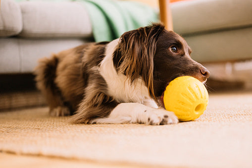 How Licking Toys Help Reduce Stress and Anxiety in Japanese Dogs