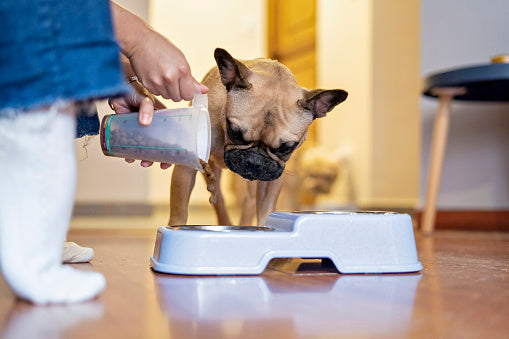 How Do Dog Treat Dispenser Work