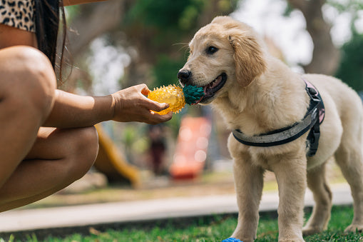 Why Do Dogs Bring You Toys