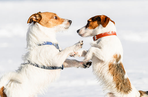 Are Harnesses Better than Collars for Dogs