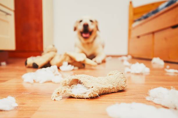 5 Reasons: Why do Dogs Destroy Toys?