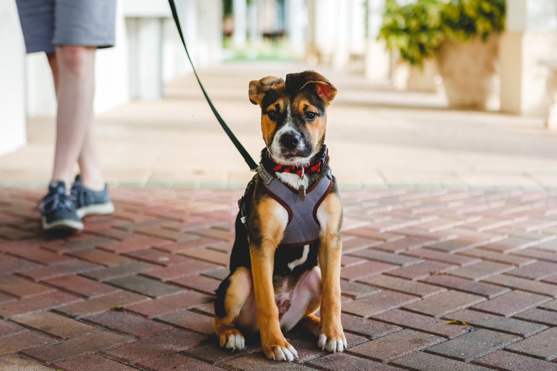 Best No Pull Dog Harness for Pitbull in 2025