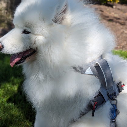 Dog harnesses for small dogs