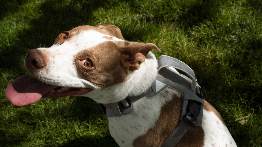 Cool Dog Gear by Up Dog Shop