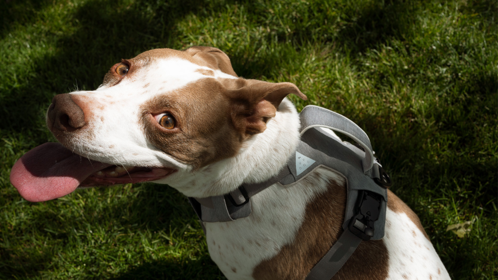 Chew proof dog harness