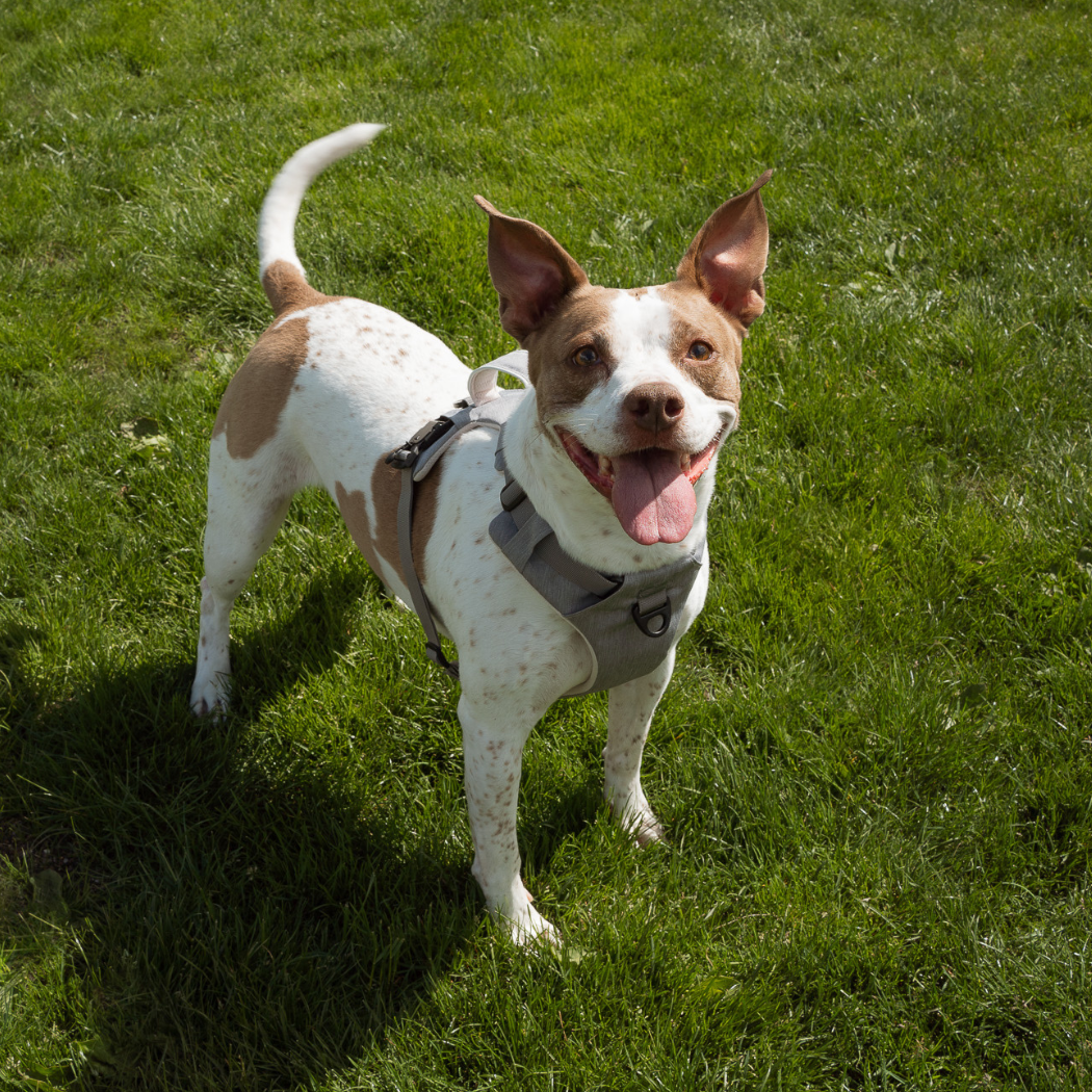 Adjustable dog harness