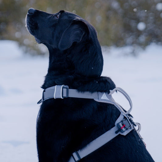 Black dog wearing Up Dog magnetic harness in a snowy landscape with trees in the background