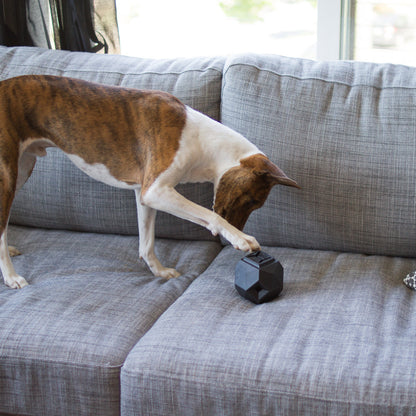 Dog playing Odin Puzzle Toy on a modern urban gray sofa