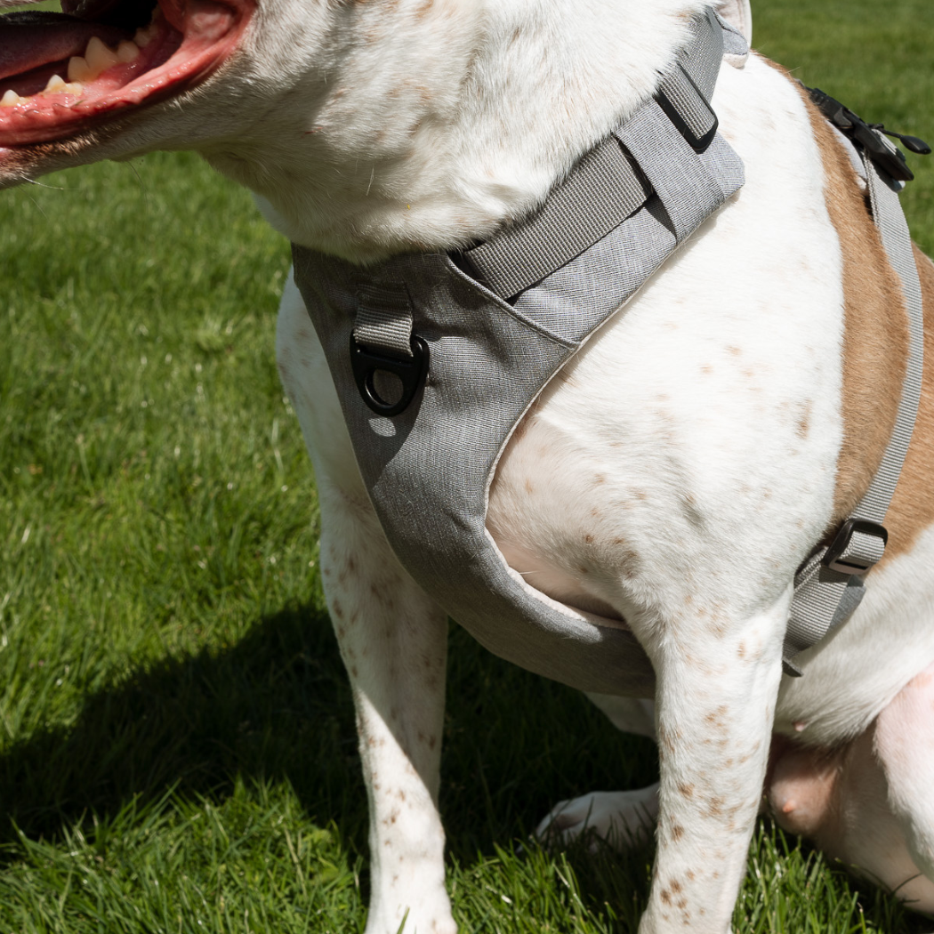 Odin dog harness hotsell