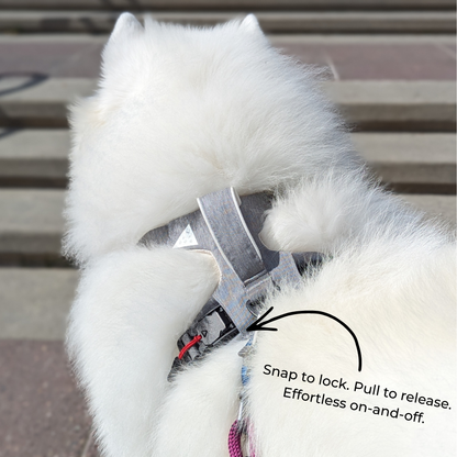 White dog wearing a harness with magnetic snap mechanism