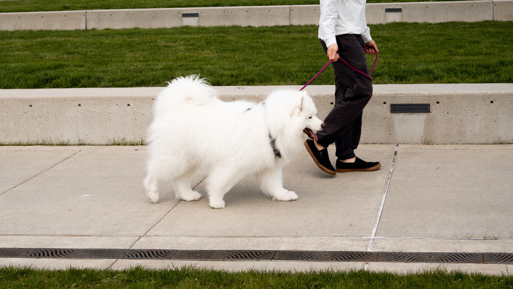 Modern Dog Accessories by Up Dog Shop
