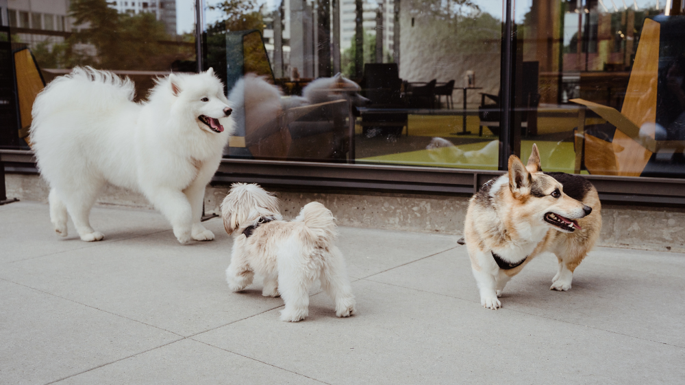 Up Dog Shop Luxury Dog Products