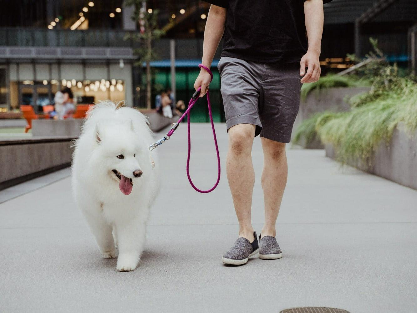 Magnetic Rope Dog Leash