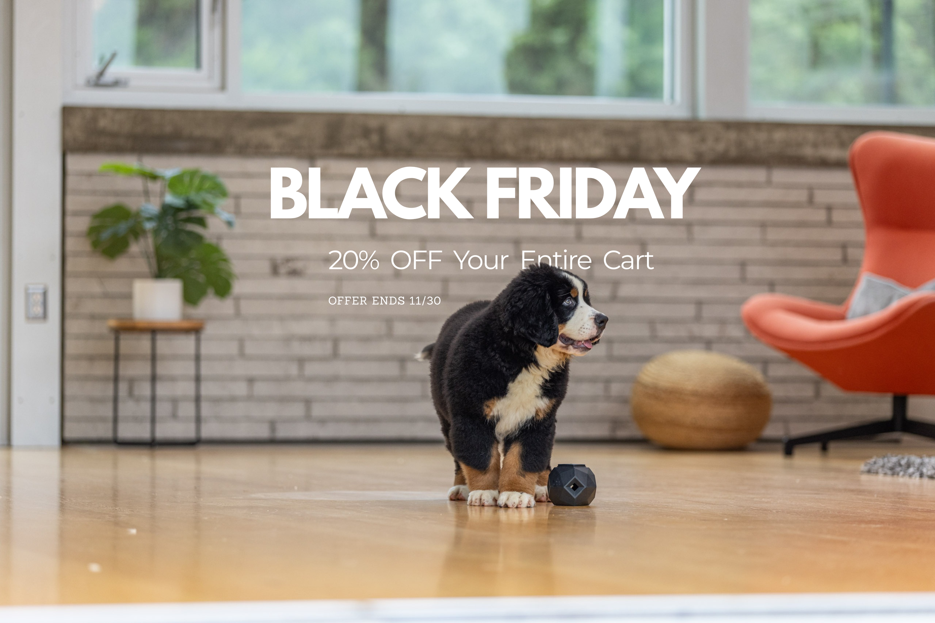 Up Dog Shop Black Friday Deal