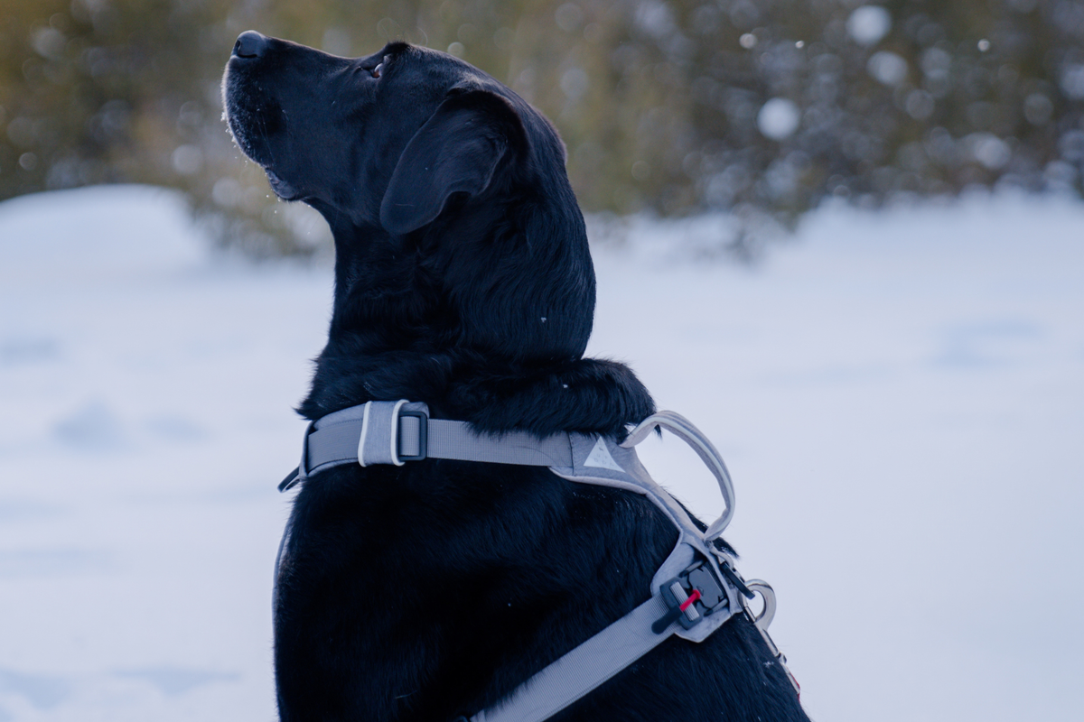 A black dog wearing a light gray UP DOG magnetic harness in a snowy outdoor setting.