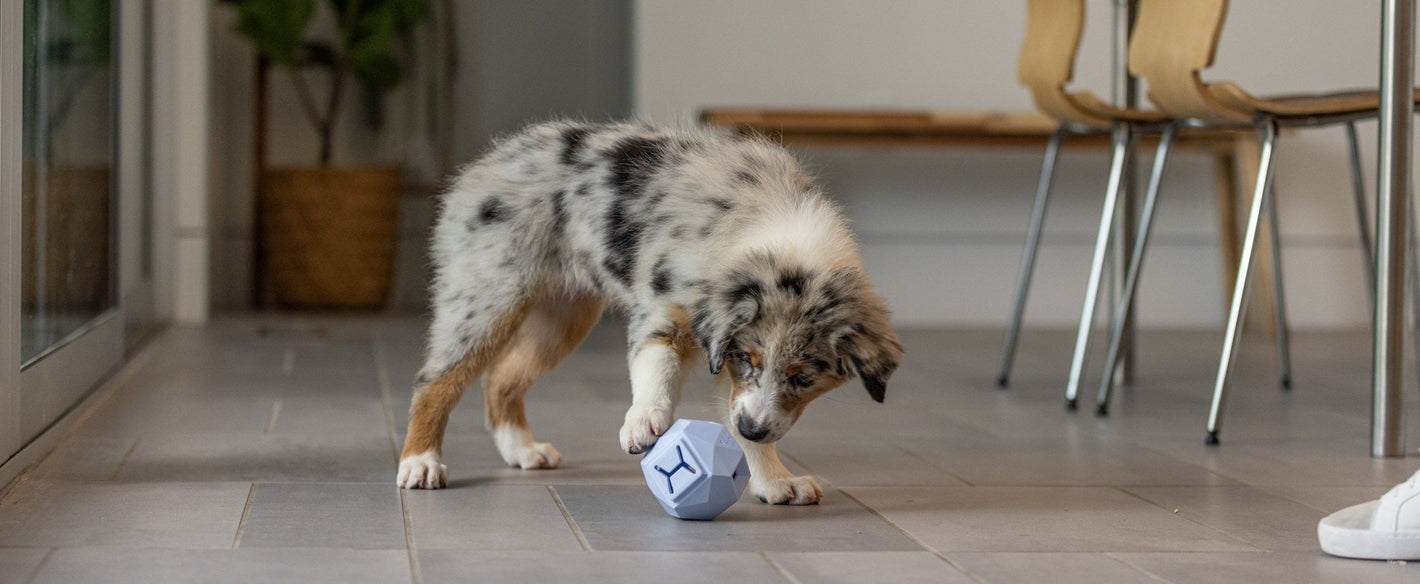 The Odin - Modern Interactive Treat Dispensing Puzzle Toy By: Up Dog Shop